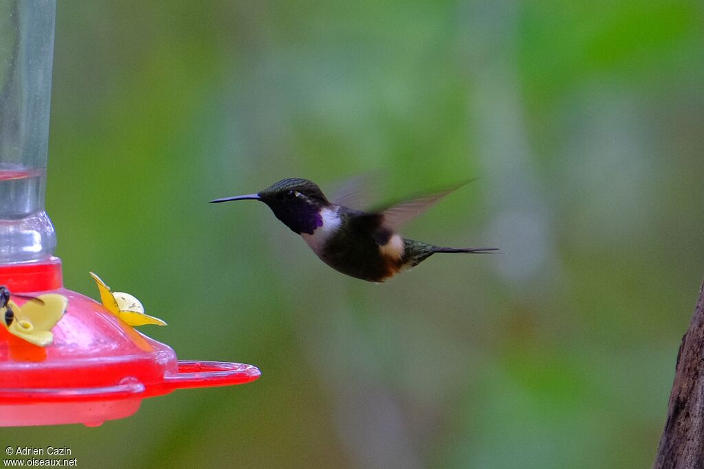 Colibri de Mitchell mâle adulte, Vol