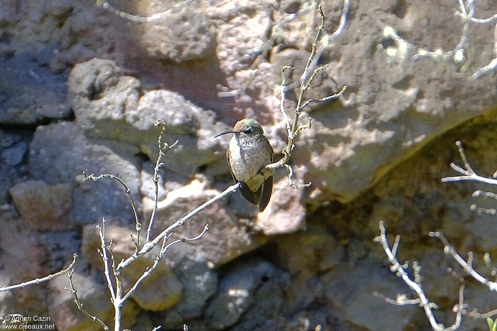 Ecuadorian Hillstar female adult