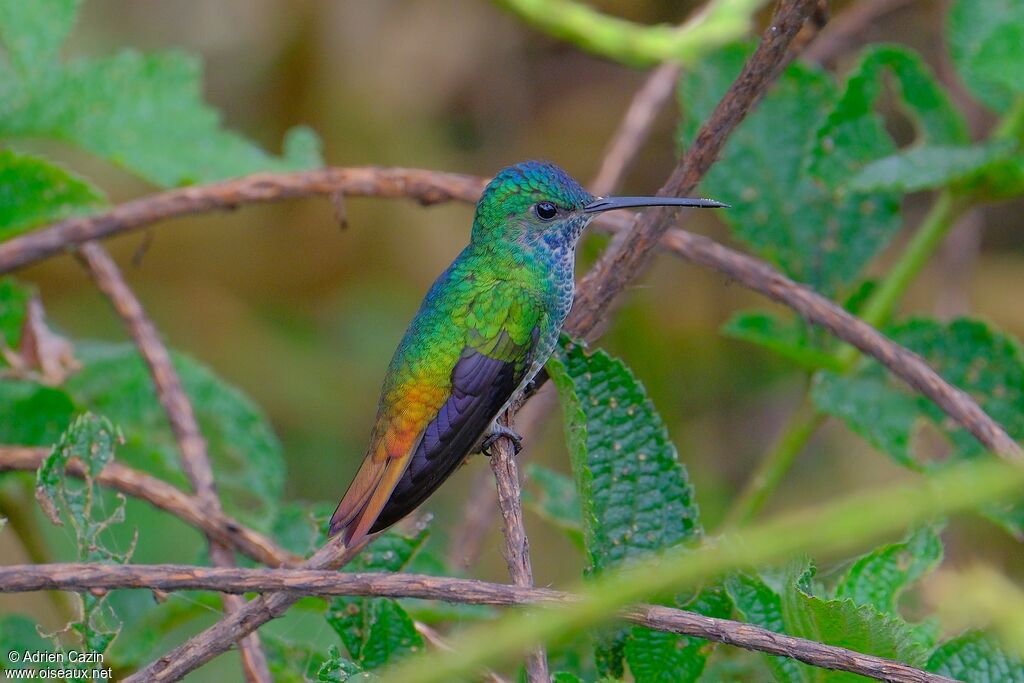 Colibri oenone