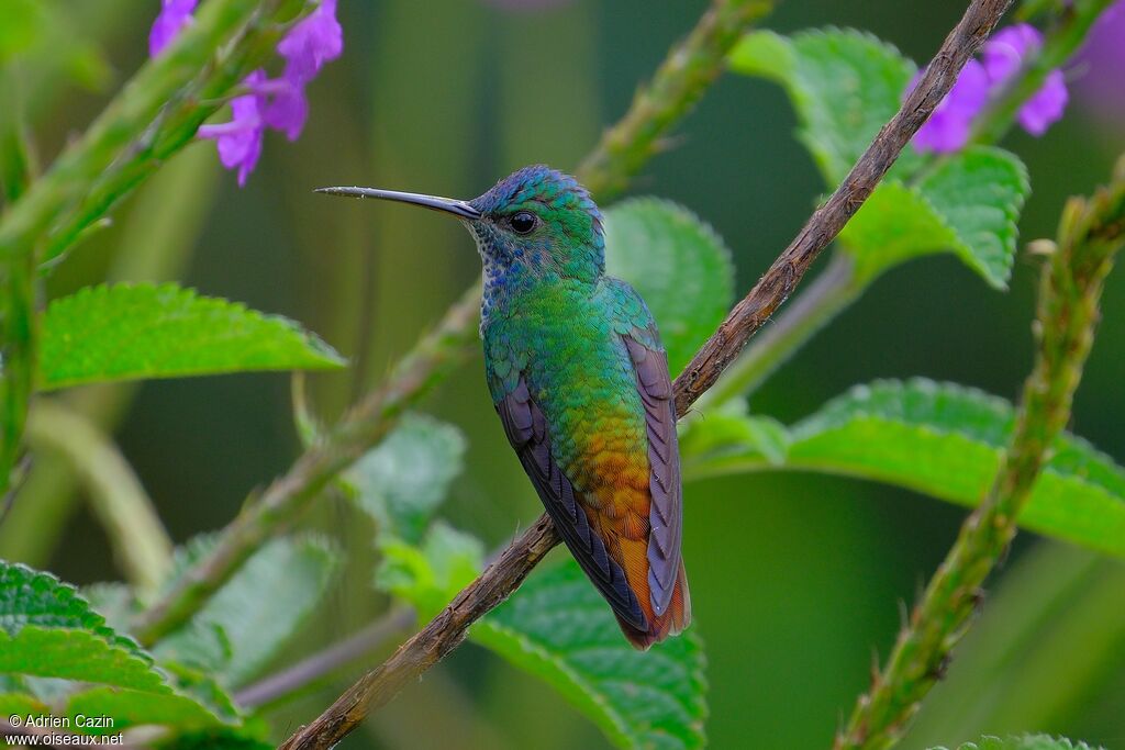 Colibri oenone