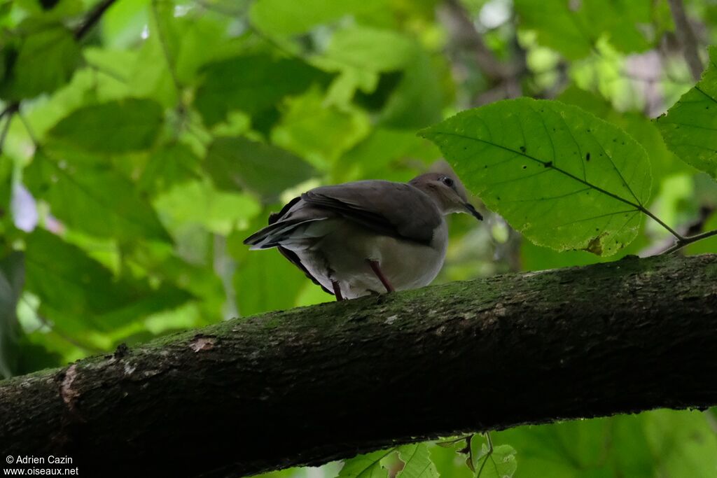 White-tipped Dove