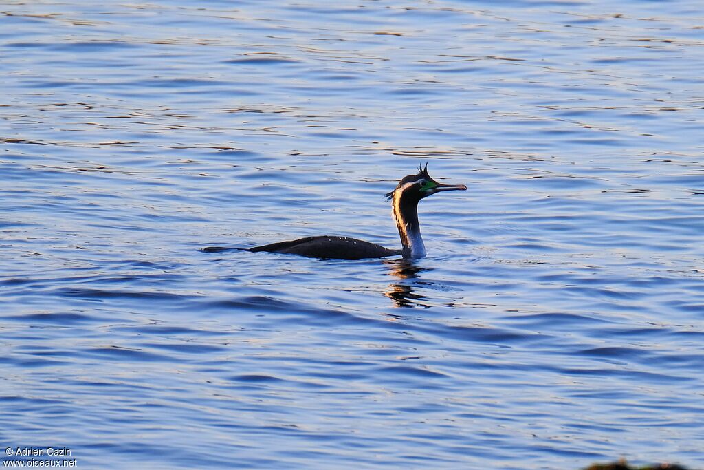 Spotted Shagadult breeding