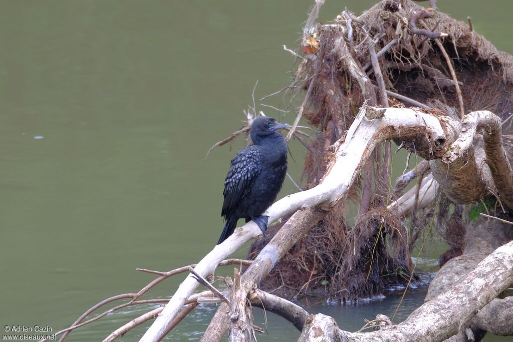 Little Black Cormorantadult