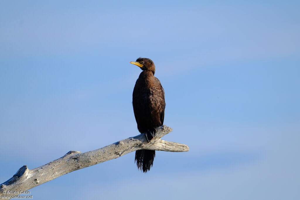 Little Pied Cormorantjuvenile, identification
