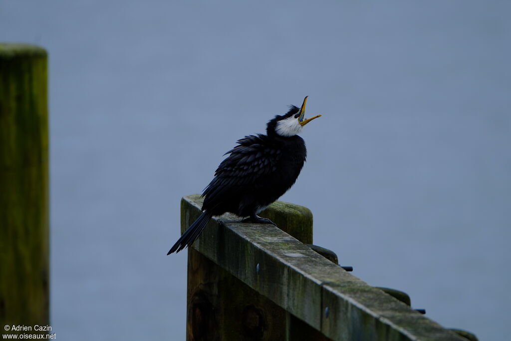 Little Pied Cormorantadult, Behaviour