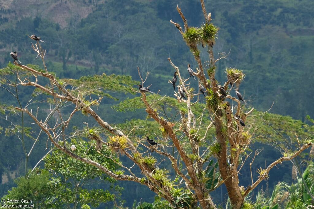 Neotropic Cormorant