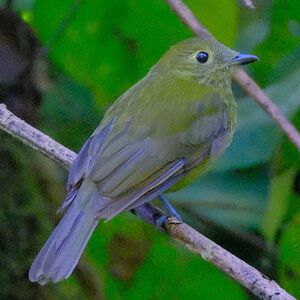 Cotinga olivâtre