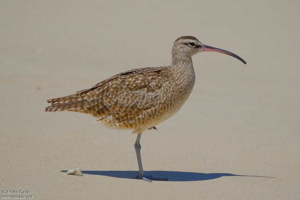Hudsonian Whimbrel
