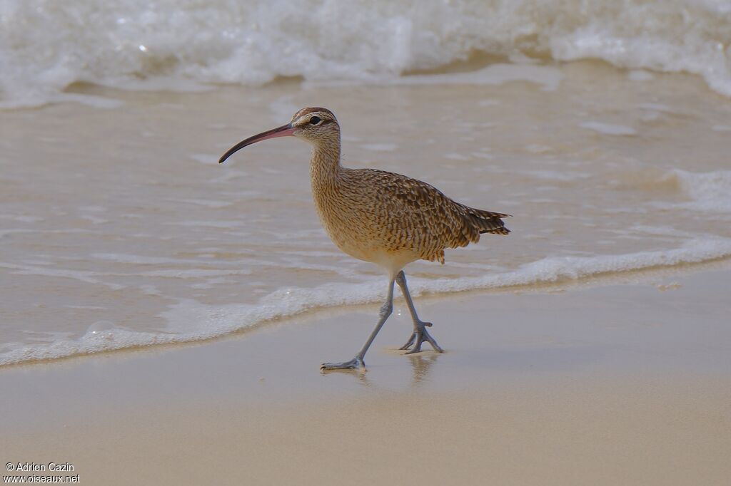 Hudsonian Whimbrel