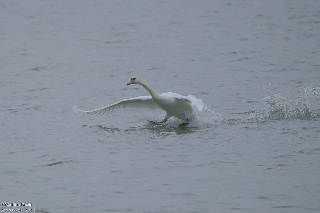 Mute Swanadult, Flight