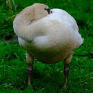 Cygne tuberculé