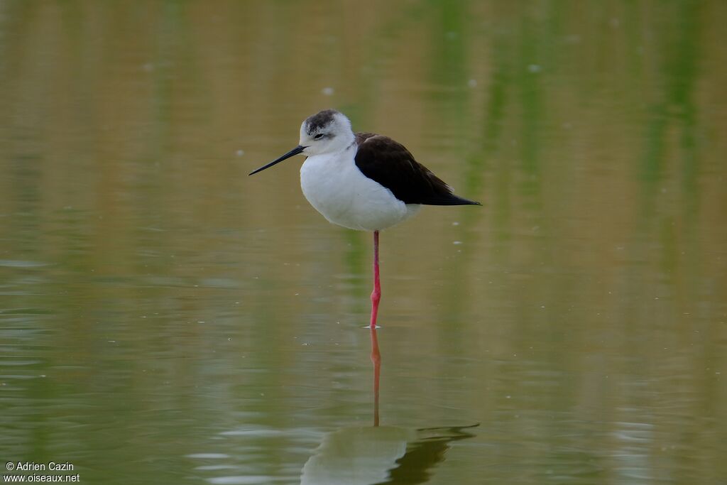 Black-winged Stilt female adult breeding, identification