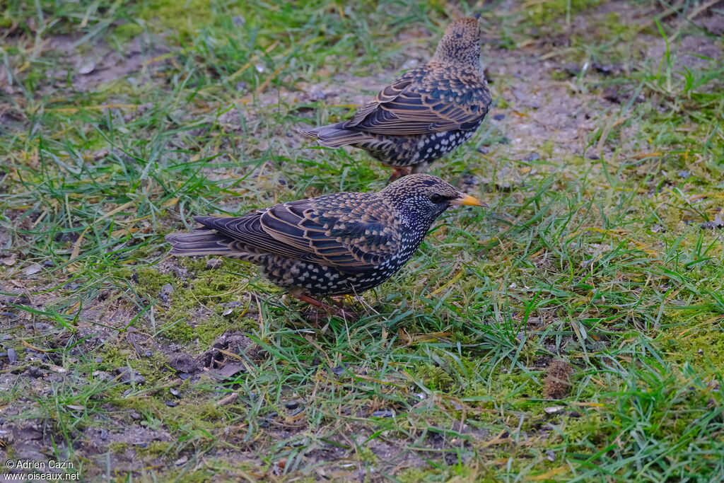 Common Starlingadult breeding