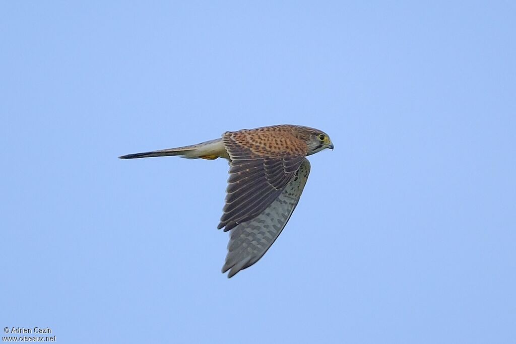 Common Kestrel female adult, Flight