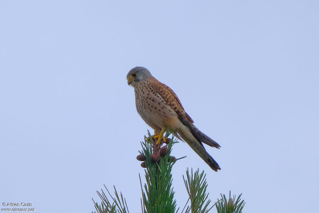 Common Kestrel male adult, identification