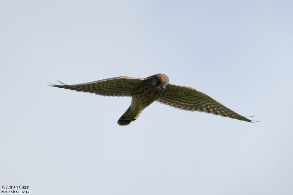 Common Kestrel female adult