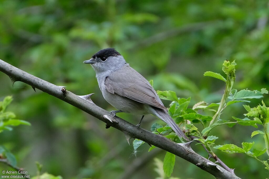 Eurasian Blackcap male adult