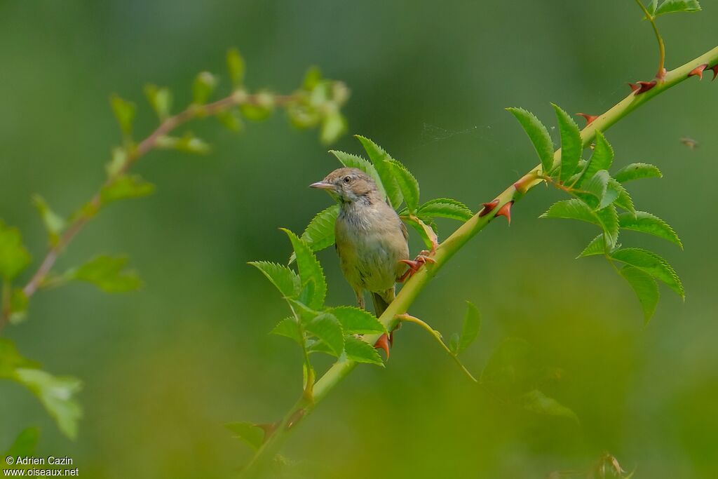 Common Whitethroat