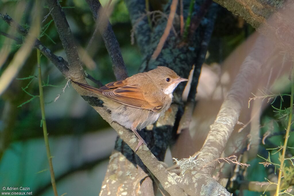 Common Whitethroat female adult