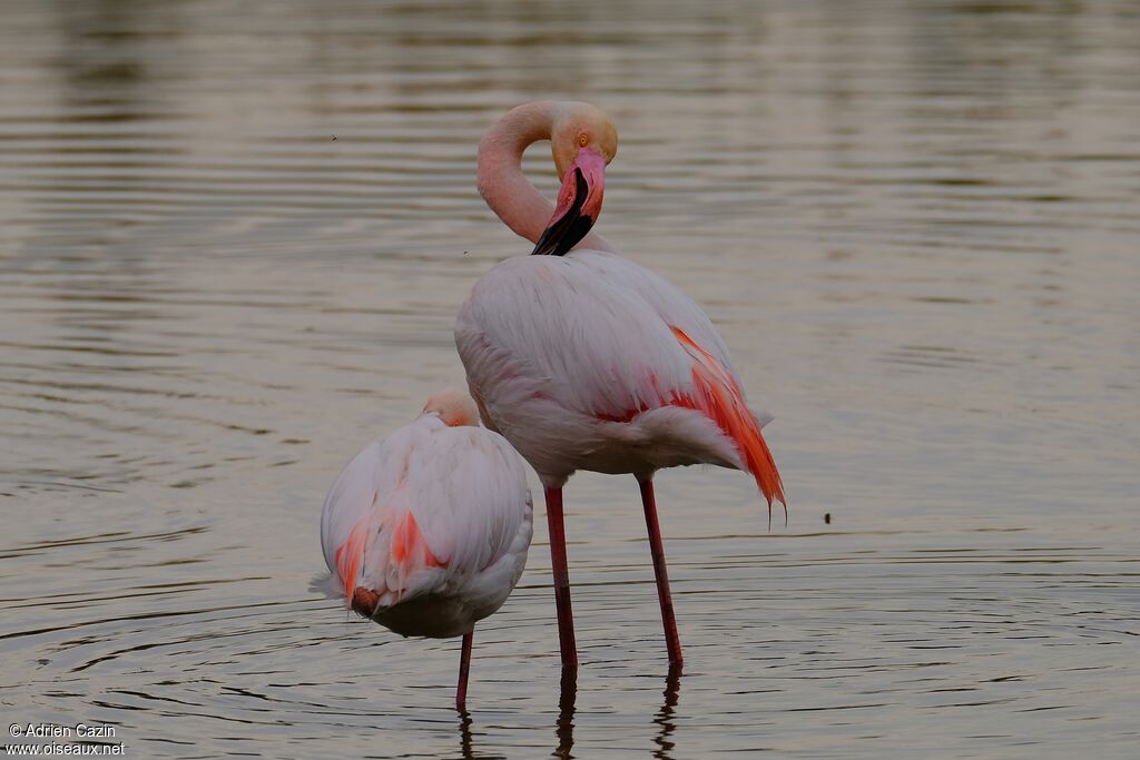 Greater Flamingoadult, care