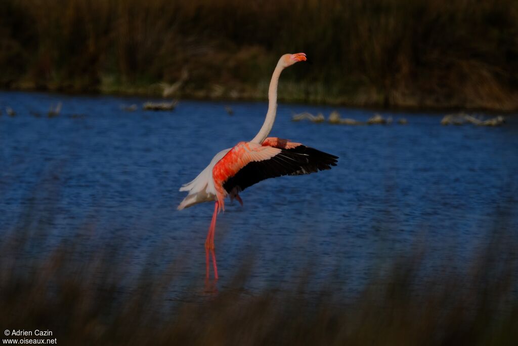 Flamant roseadulte, Comportement