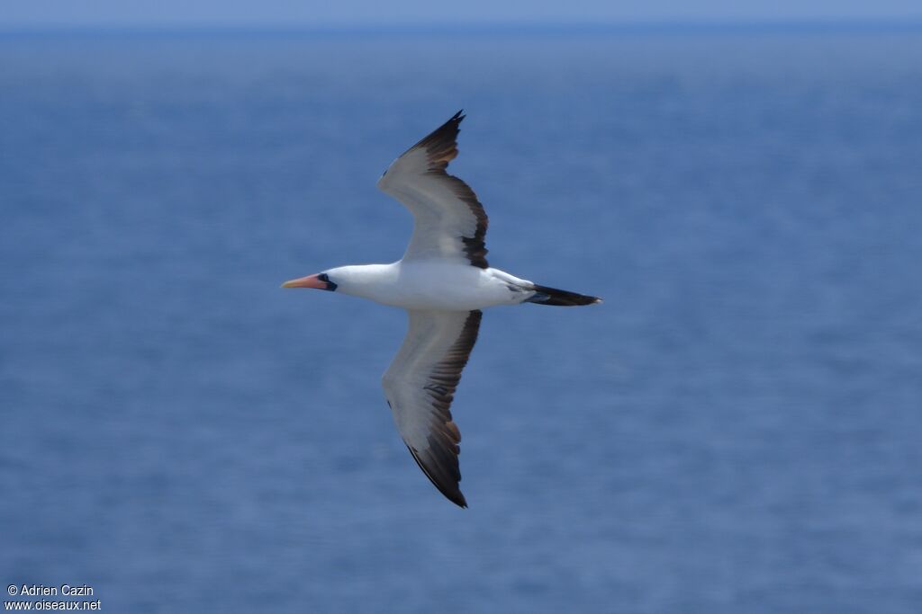 Nazca Boobyadult, Flight