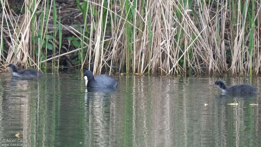 Eurasian Coot