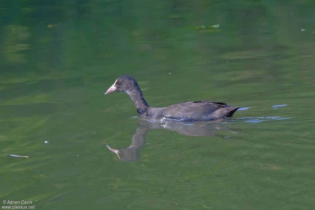 Eurasian CootFirst year