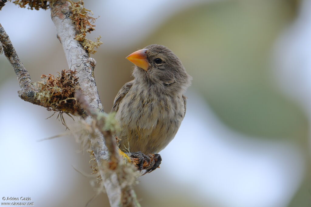 Géospize à bec moyen