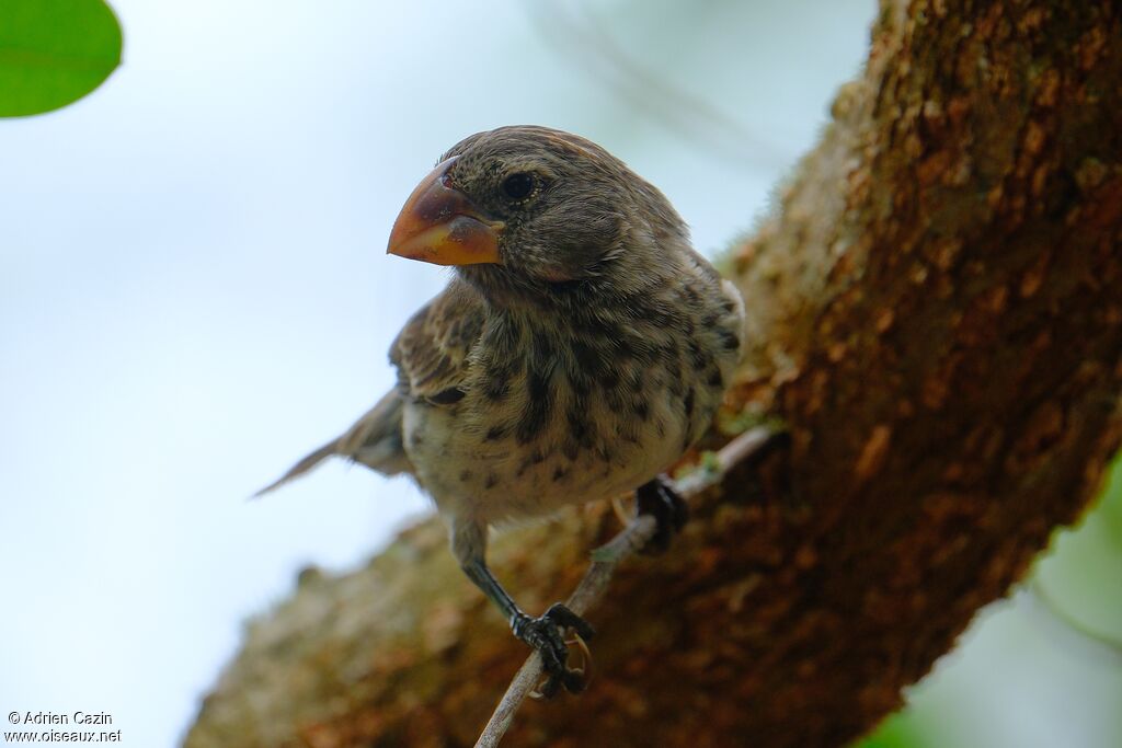 Géospize à gros bec