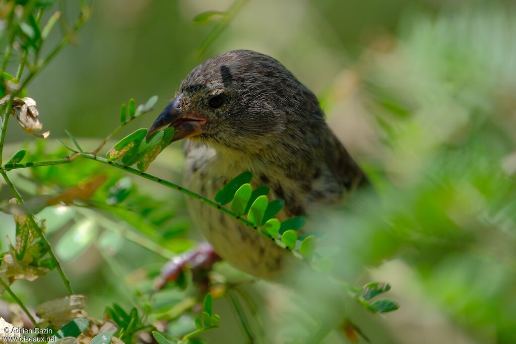 Géospize des cactus