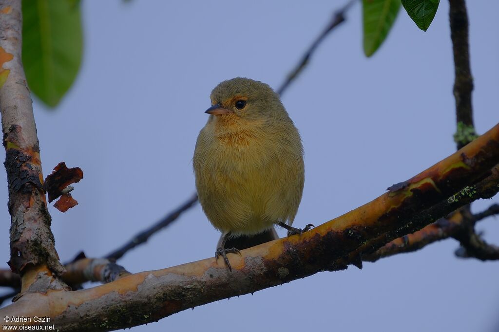 Géospize olive mâle adulte