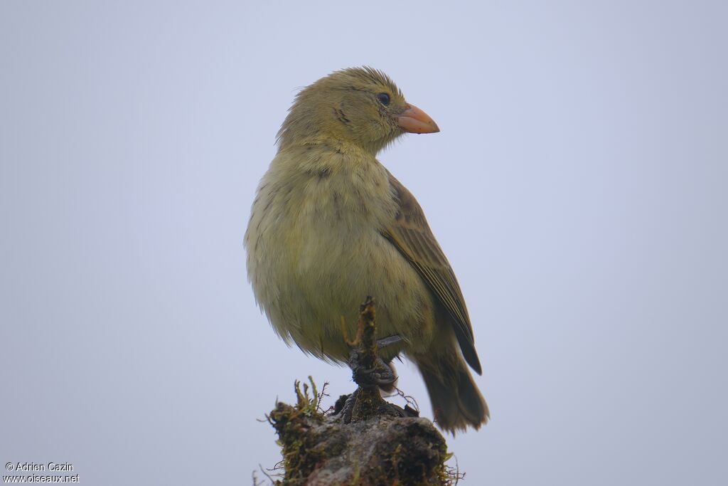 Géospize pique-bois