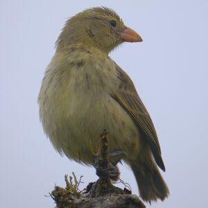 Géospize pique-bois
