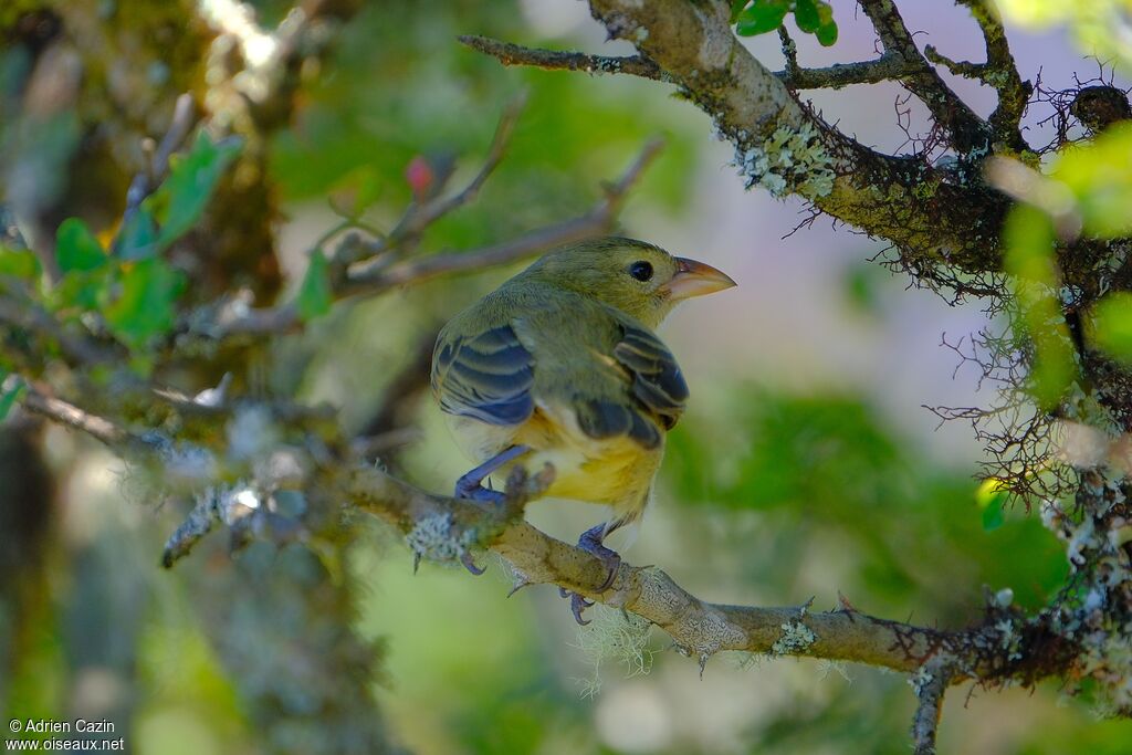 Géospize pique-bois