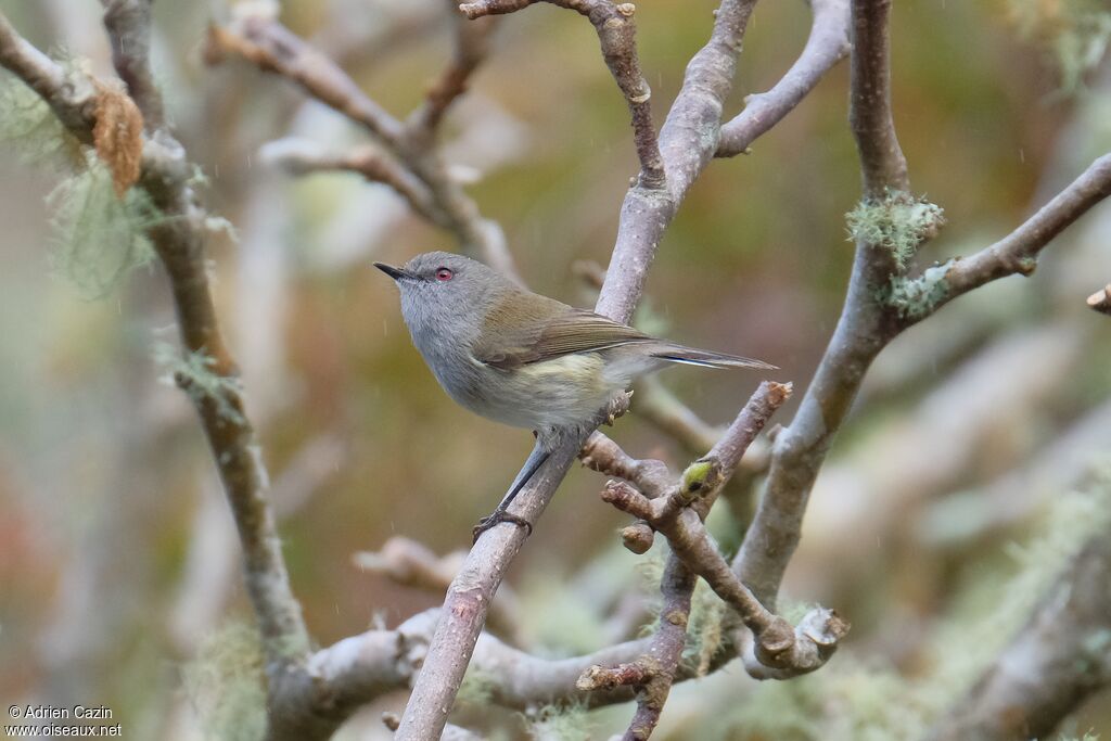 Grey Gerygoneadult, identification