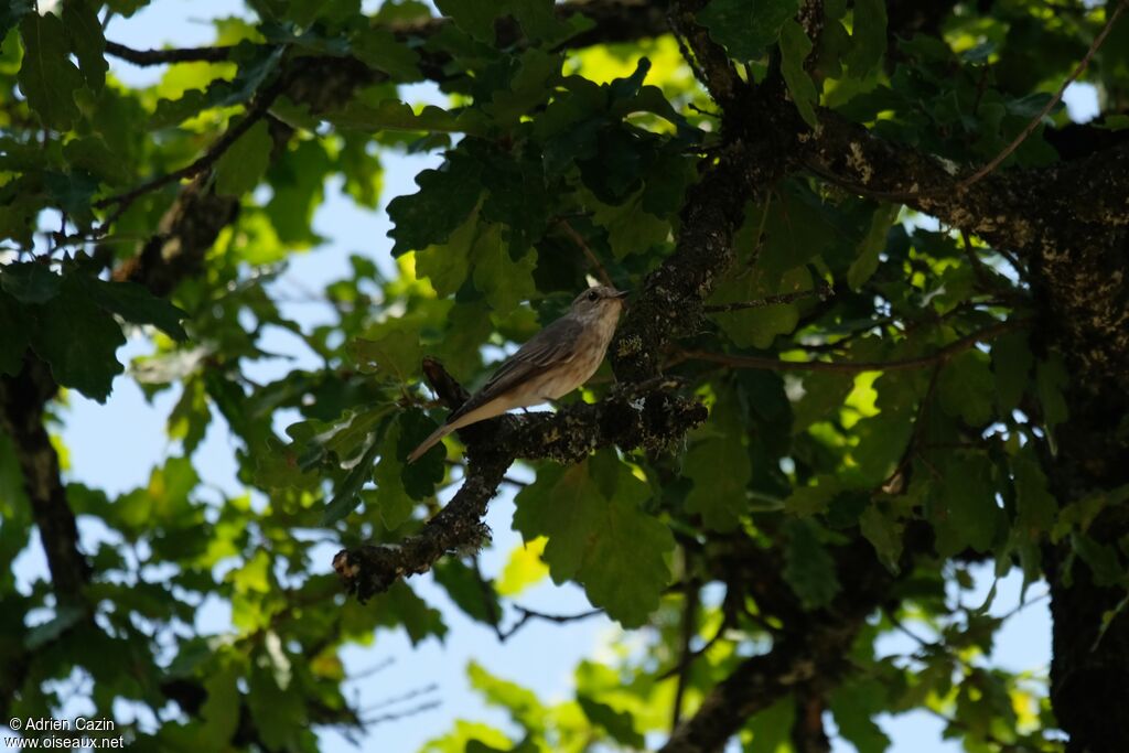 Spotted Flycatcher