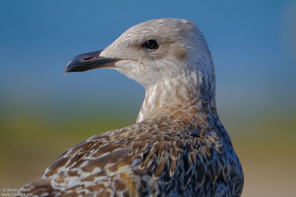 European Herring Gulljuvenile, close-up portrait