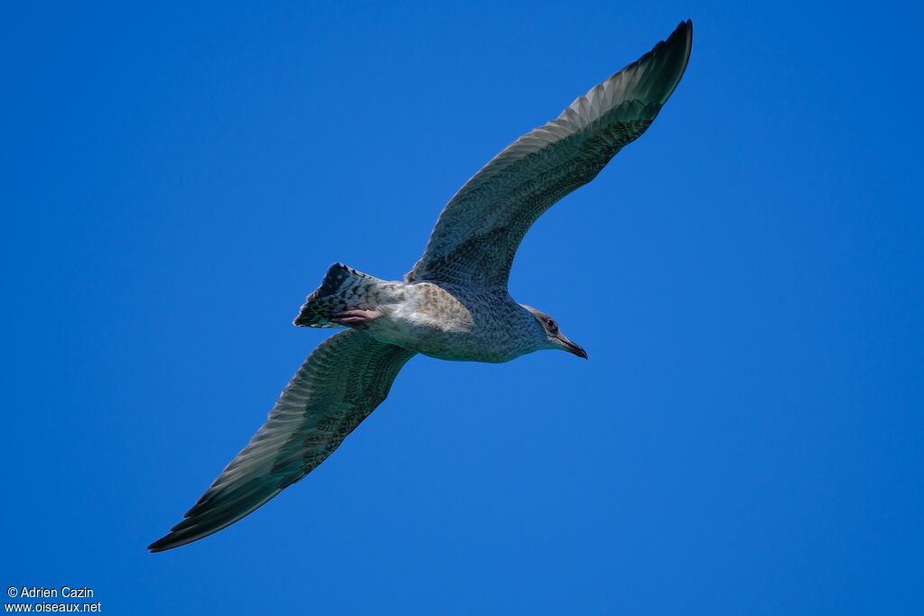 European Herring Gulljuvenile, Flight