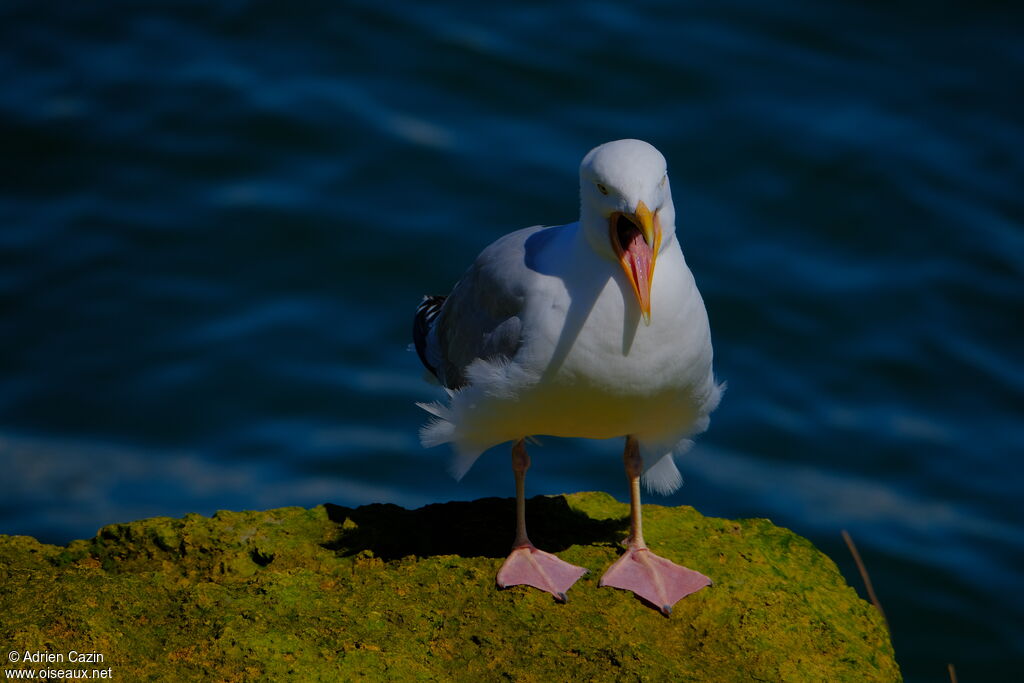 European Herring Gulladult, Behaviour