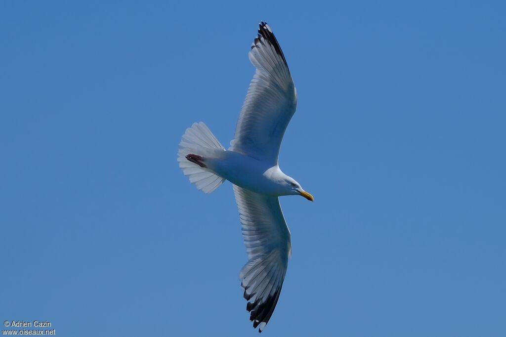 European Herring Gulladult, Flight