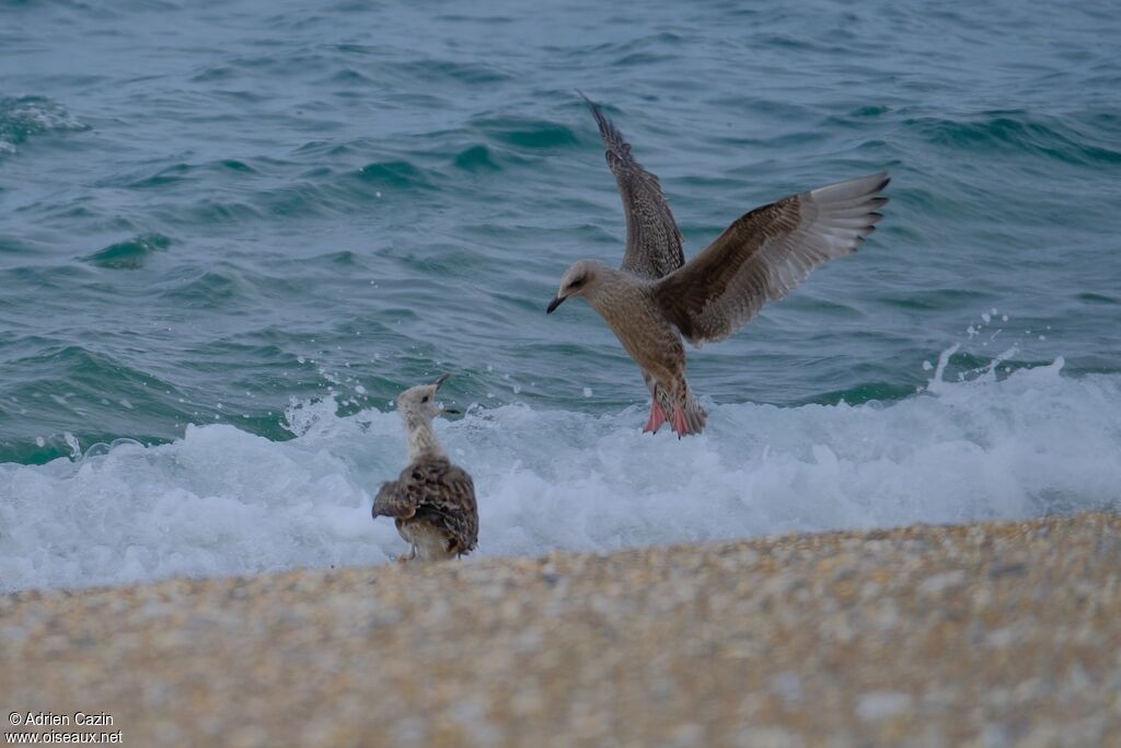 European Herring Gulljuvenile, Behaviour