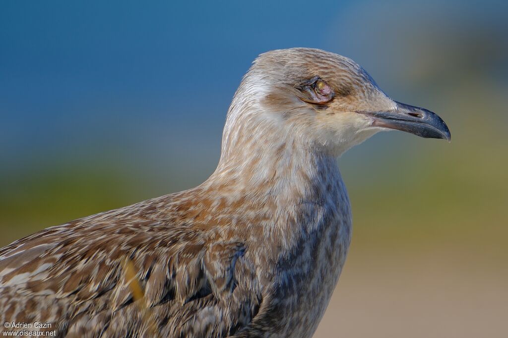 European Herring Gulljuvenile, close-up portrait