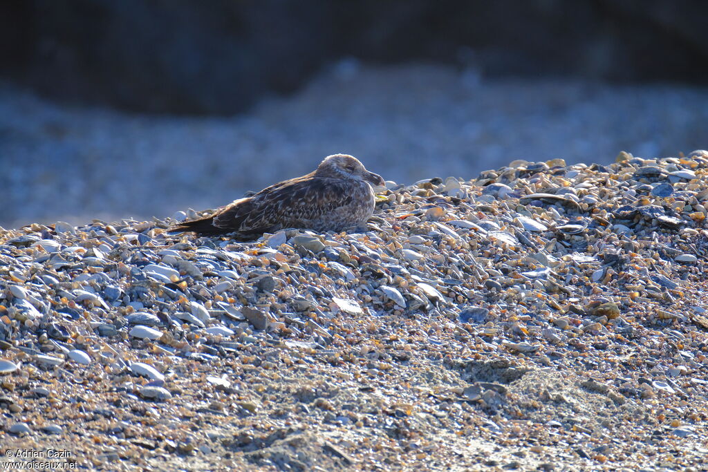 Kelp Gulljuvenile