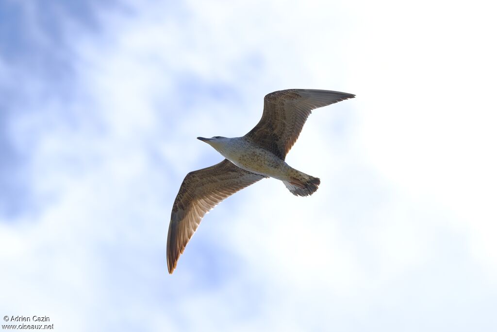 Goéland leucophéejuvénile, Vol
