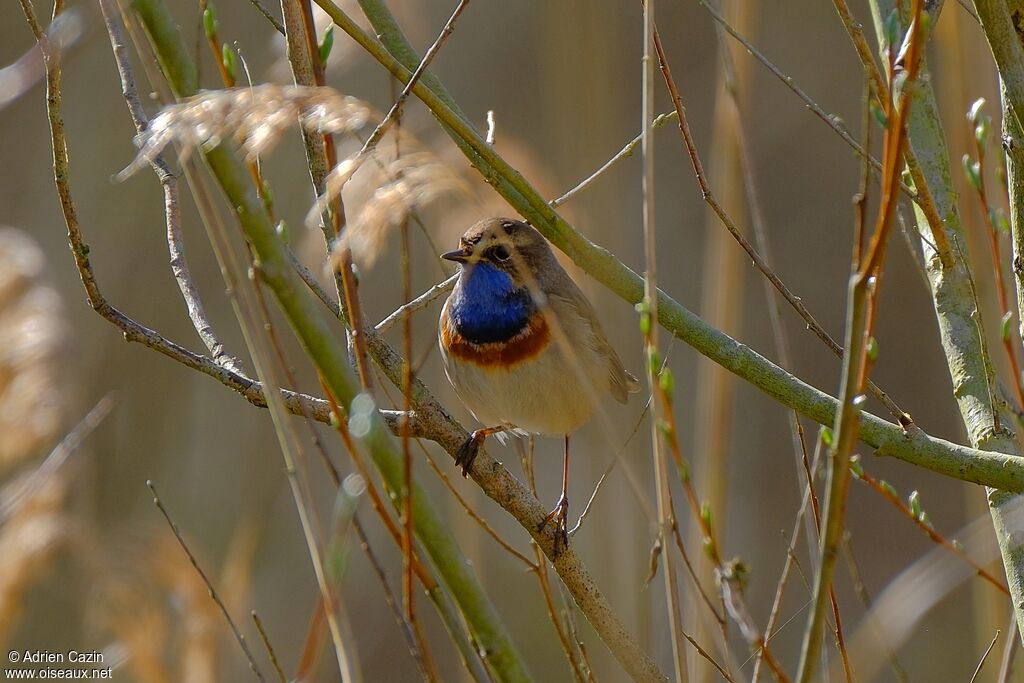 Gorgebleue à miroir mâle adulte nuptial, identification
