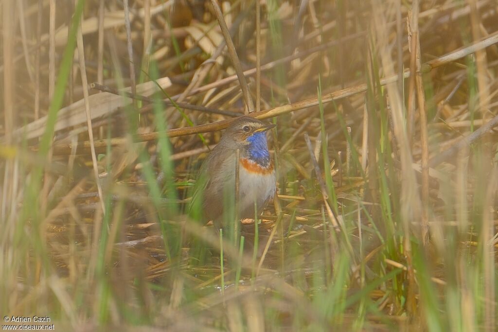 Gorgebleue à miroir mâle adulte nuptial