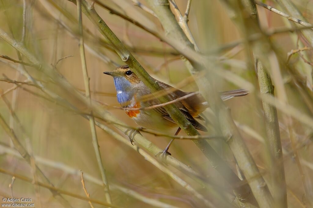 Bluethroat male adult breeding, identification