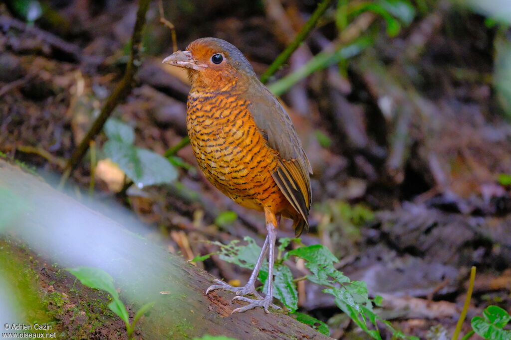 Giant Antpittajuvenile, identification