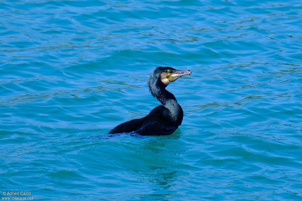 Great Cormorantadult breeding